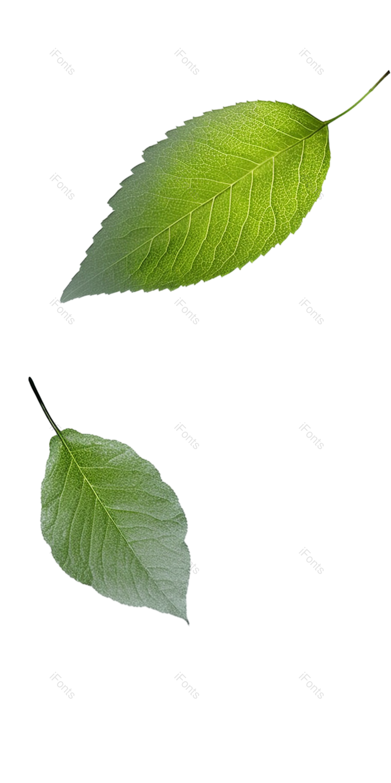 叶子图片,装饰元素,元素PNG,绿叶免抠素材